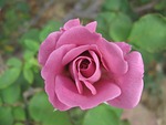 heirloom rose, garden, purple