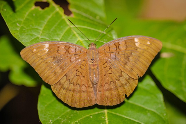 Free Insect Butterfly Wise Count The Horizon photo and picture