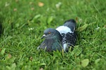 dove, bird, nature