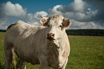 lozère, cow, pasture