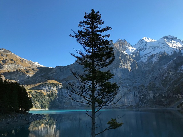 Free Fir Tree Mountain Lake photo and picture
