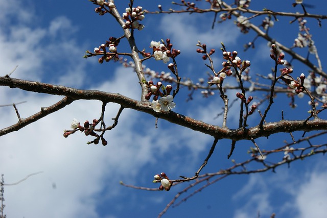 Free Blossom Bloom photo and picture