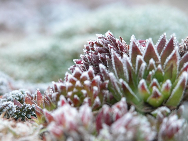 Free Frost Plant photo and picture