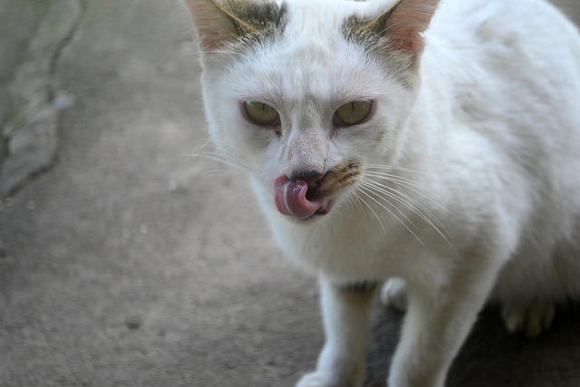 Katze, Haustier, Tier, Pelz, Niedlich
