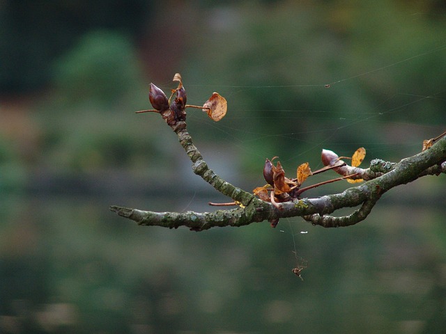 Free Nature Blur photo and picture