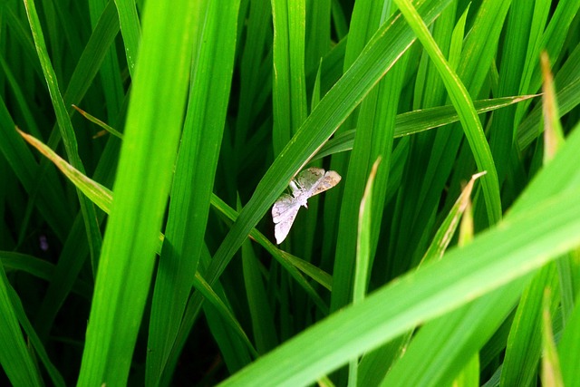 Landwirtschaft, Pest, Insekt, Käfer