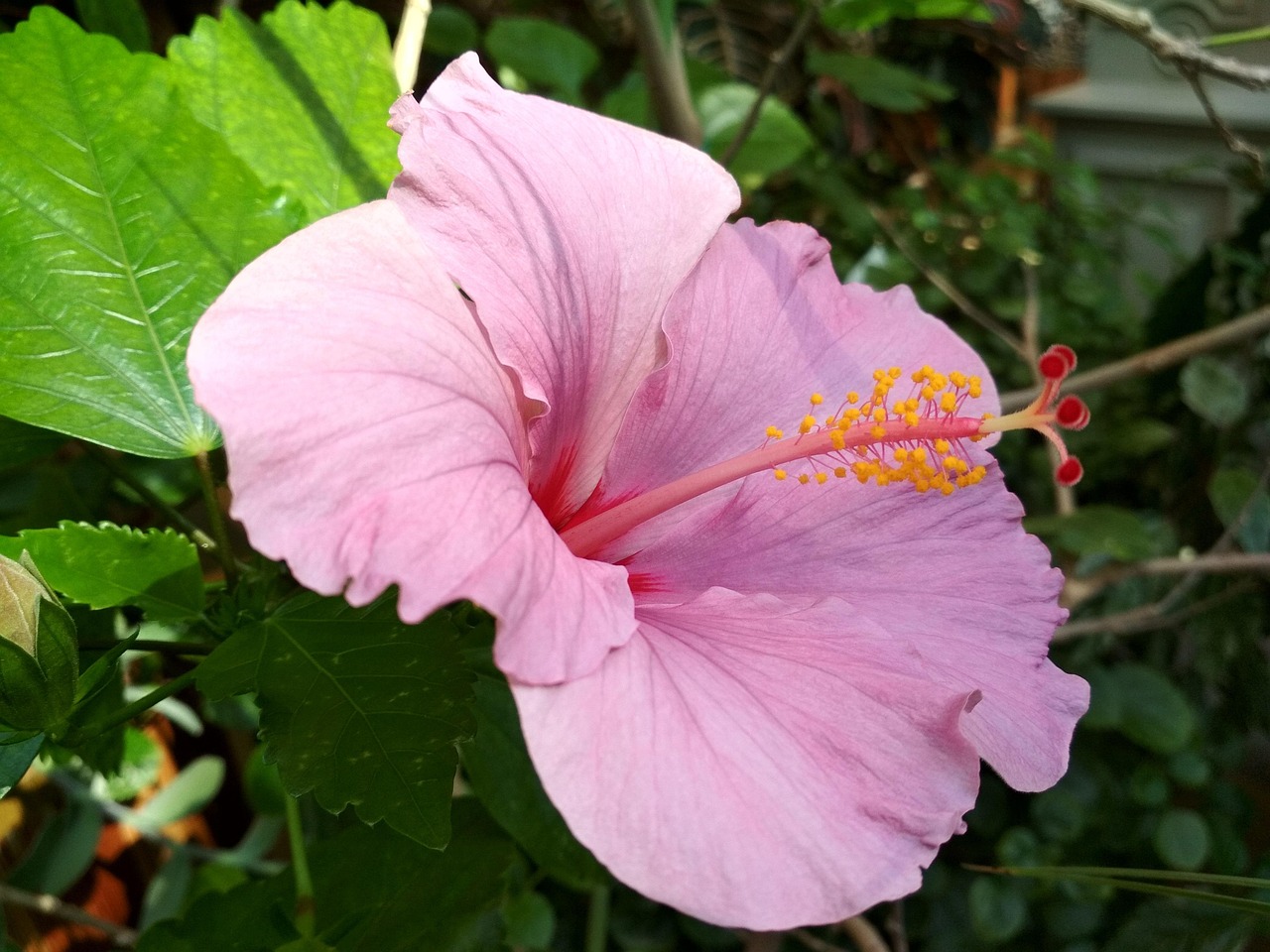 Hibiscus Flower Free photo on Pixabay Pixabay