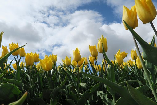 Tulipaner, Blomst Baggrund, Gul