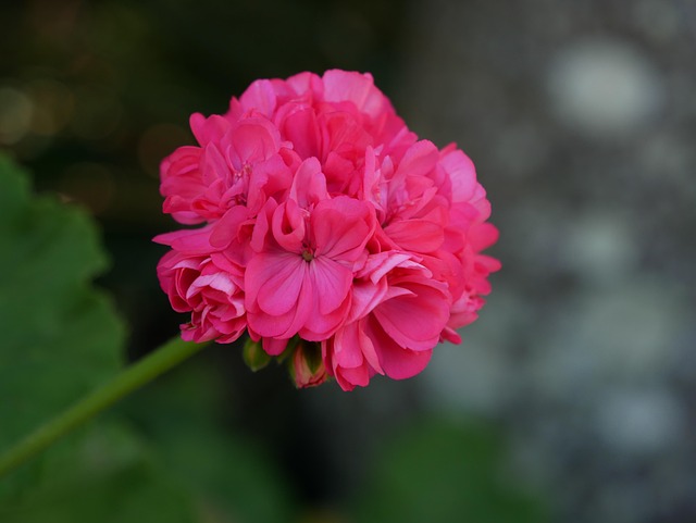 Free Pink Flower Background photo and picture