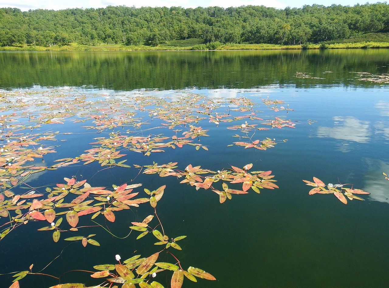 Lake - free online jigsaw puzzle photo