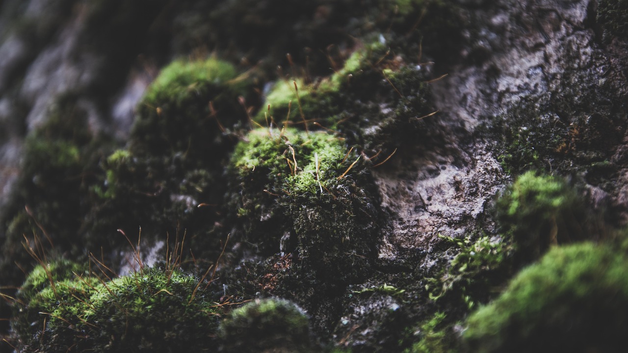 Free Background Image Moss photo and picture