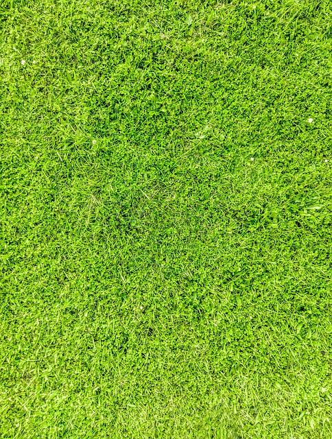 Grama, Textura, Natureza, Verde, Jardim