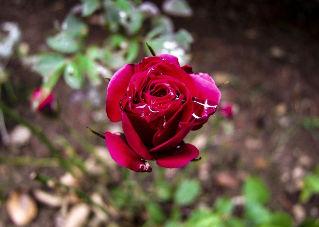 Free Rose Rose Flower photo and picture