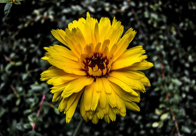 Free Flower Yellow photo and picture