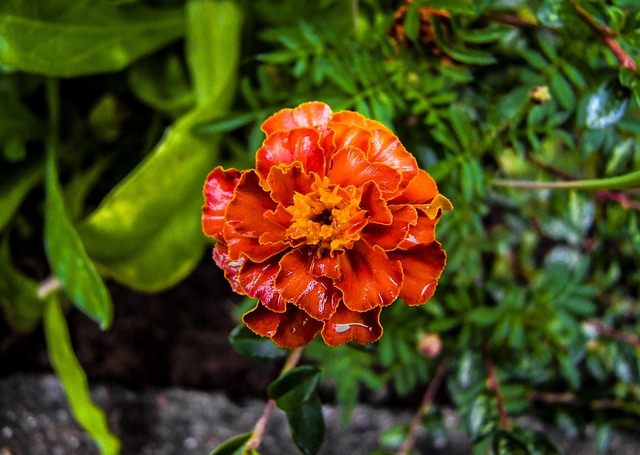 Free Flower Beautiful Flowers photo and picture