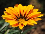 gazanie, flower, blossom