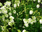 buds-heath, erika, white