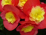begonia, flower, red