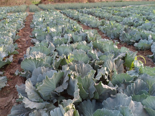Free Cabbage Gardening photo and picture