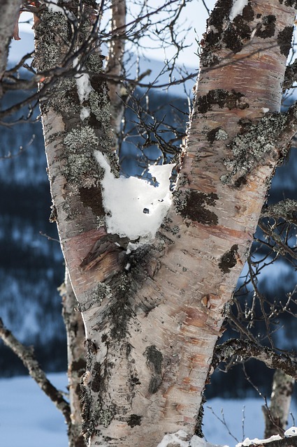 Free Three Snow photo and picture