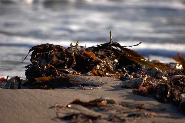 Free Shore Seaside photo and picture