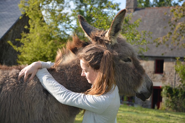 Download free HD stock image of Woman Donkey Free Woman Donkey photo and picture
