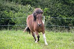 shetland pony running, mane, wind