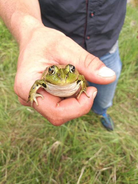 Free Frog Fun photo and picture