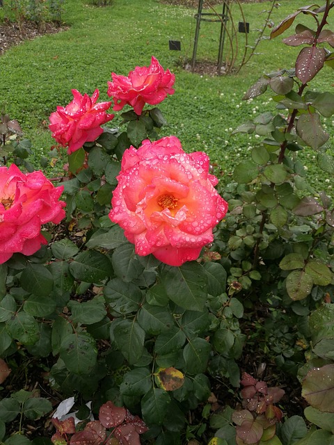 Free Rose Waterdrop photo and picture