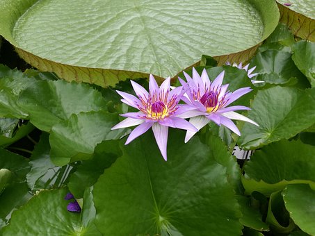 Free Aquatic Plant Blossom photo and picture