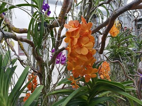 Free Exotic Flower photo and picture
