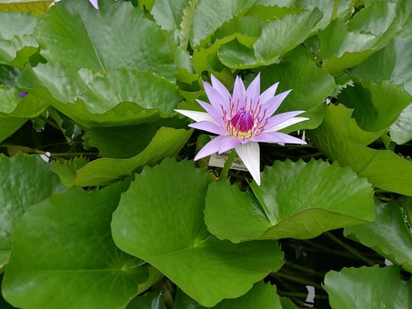 Free Water Lily Pond photo and picture