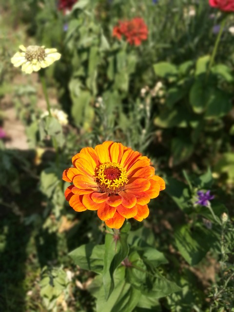 Free Blossom Bloom photo and picture