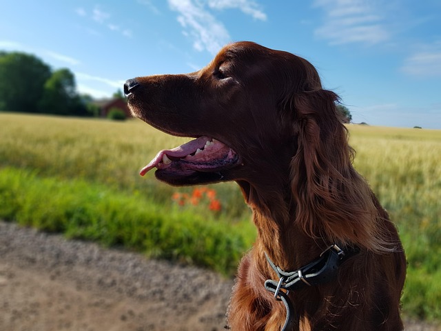 Download free HD stock image of Dog Setter Free Dog Setter photo and picture