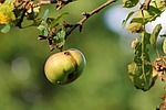 apple, nature, worm hole