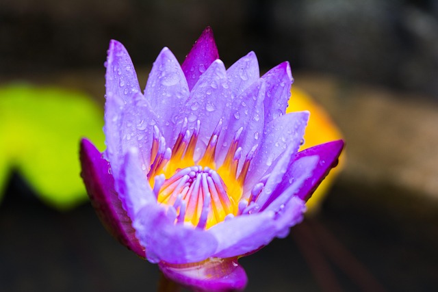 Blume, Lotus, Natürlich, Lotusblume
