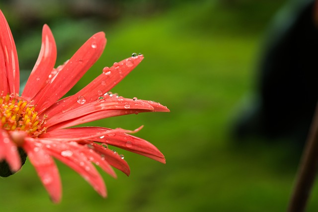 Blume, Natur, Makro, Blumen Hintergrund