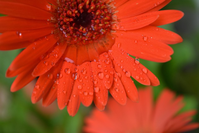 Blume, Makro, Blumen Hintergrund