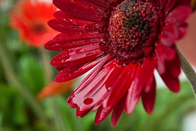Blume, Makro, Wassertropfen Auf Blume