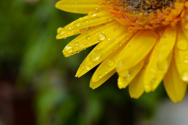 Blume, Makro, Wassertropfen Auf Blume