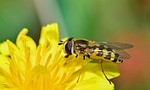 nature, fly, insects