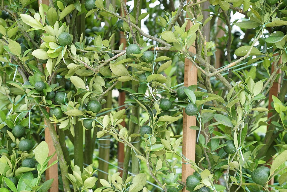 开花石灰工厂植物苗圃零售托儿所 Pixabay上的免费照片