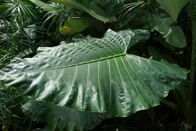 Free Large Forest Leaf Yam photo and picture