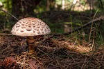 mushroom, kite, mushrooms