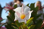 flower, swamis, spirituality
