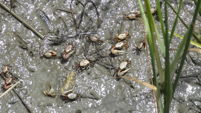 Free Crabs Mud photo and picture