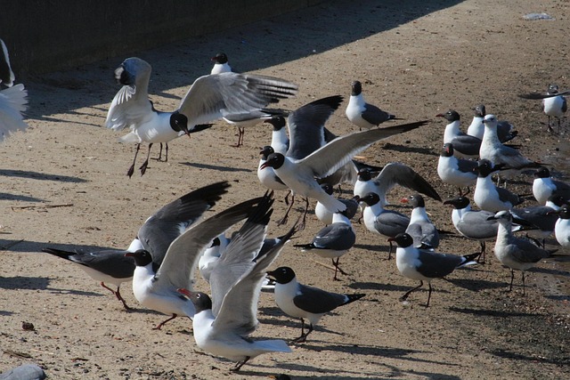 Free Birds Nature photo and picture