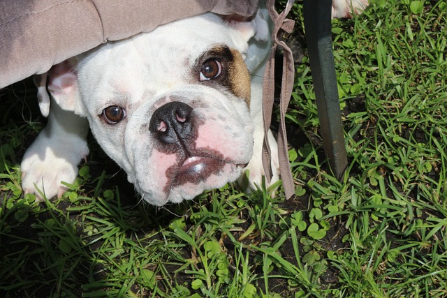 Free Dog Puppy photo and picture