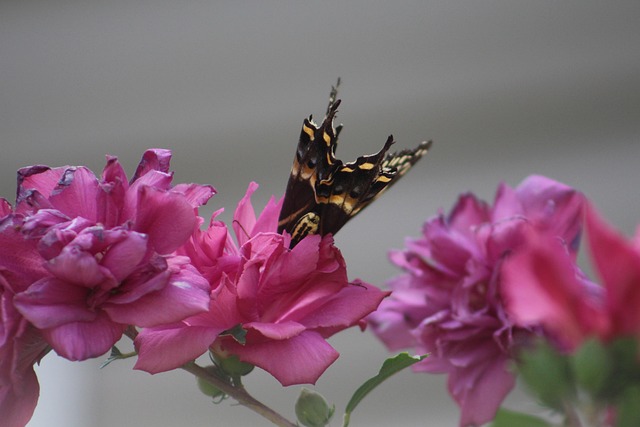 Free Butterfly Flower photo and picture