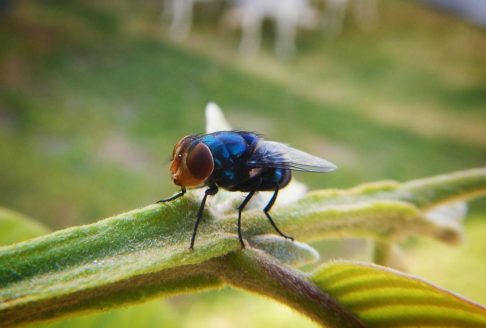 fly insect flying free